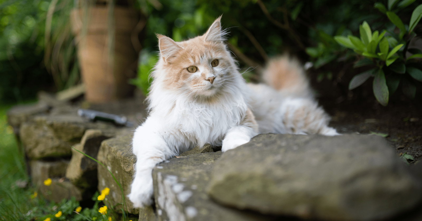 25 Fun Facts About Maine Coon Cats
